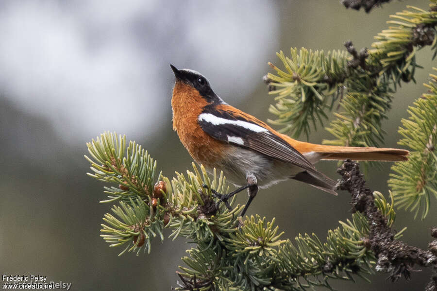 Eversmann's Redstart male adult, identification