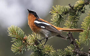 Eversmann's Redstart