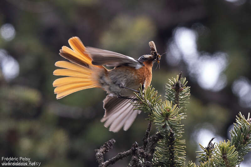 Eversmann's Redstart male adult, Flight, eats