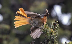 Eversmann's Redstart