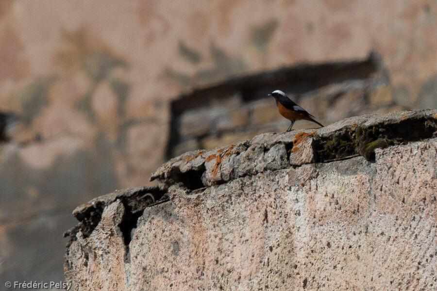 Güldenstädt's Redstart male adult