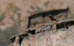 Güldenstädt's Redstart