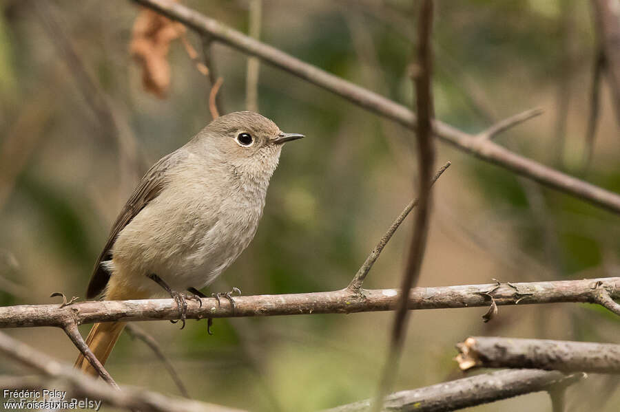 Hodgson's Redstart female