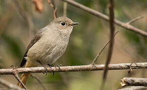 Hodgson's Redstart