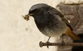 Black Redstart