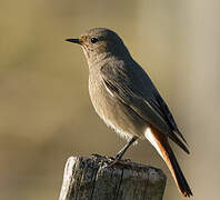 Black Redstart