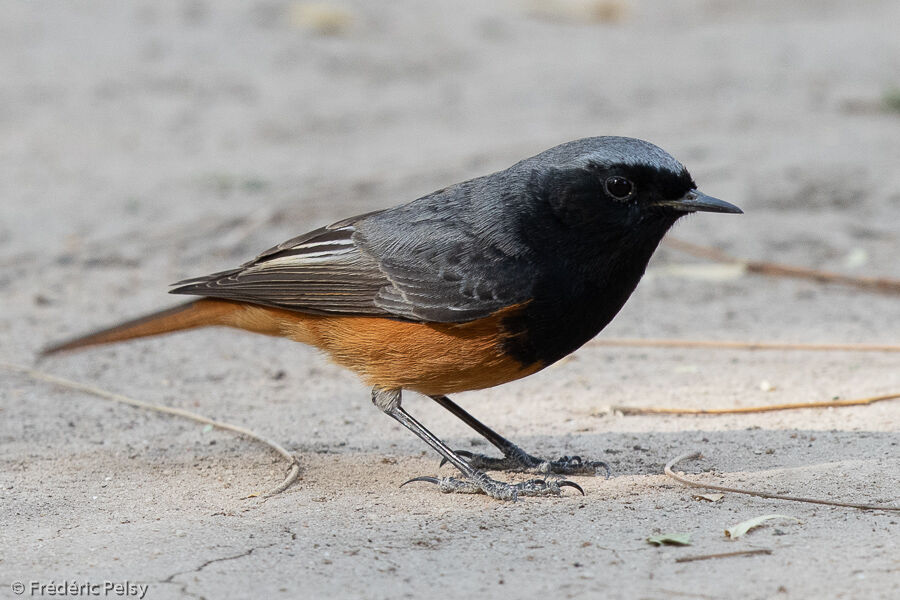 Black Redstart male