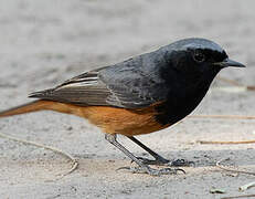 Black Redstart