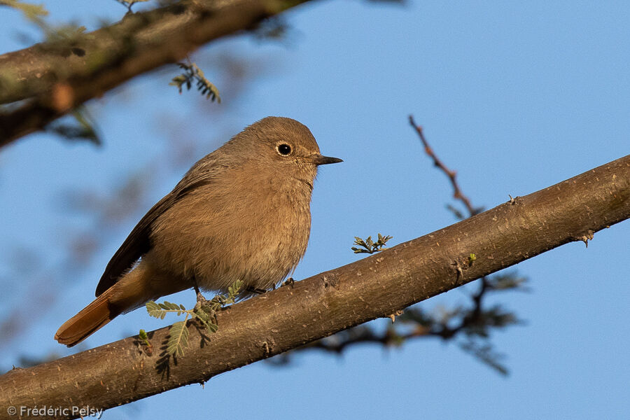 Black Redstart female