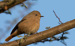 Black Redstart