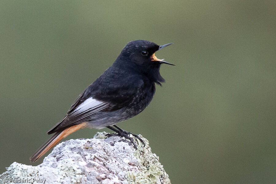 Black Redstart