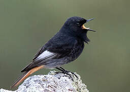 Black Redstart