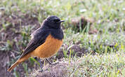 Rougequeue noir
