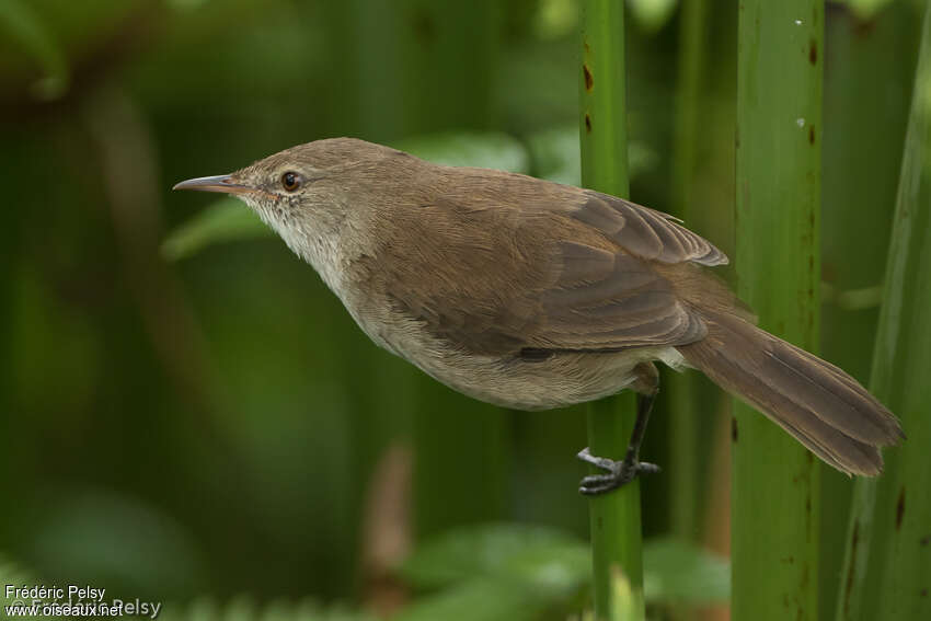 Lesser Swamp Warbleradult, close-up portrait