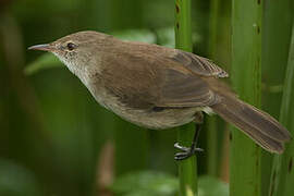 Lesser Swamp Warbler