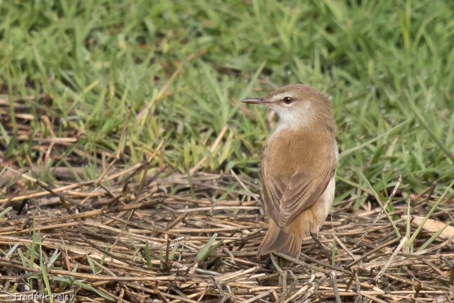 Lesser Swamp Warbleradult