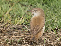 Lesser Swamp Warbler