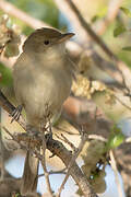 Thick-billed Warbler