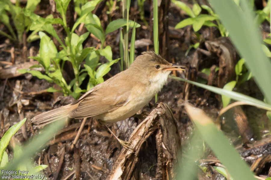 Common Reed Warbler (baeticatus)adult, identification