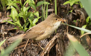 African Reed Warbler