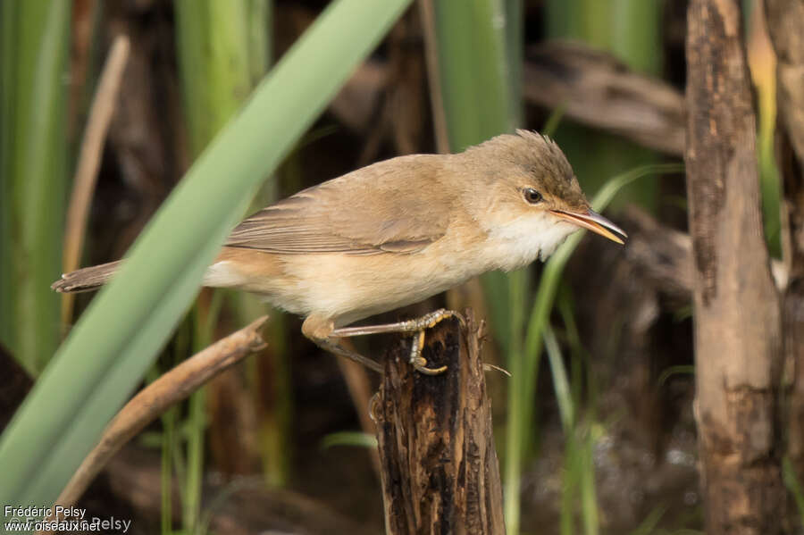 Common Reed Warbler (baeticatus)adult, identification