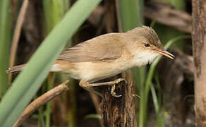 African Reed Warbler