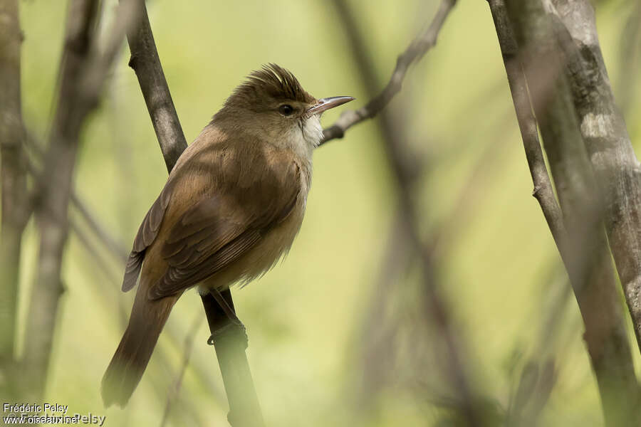 Rousserolle d'Australieadulte, identification