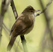 Australian Reed Warbler