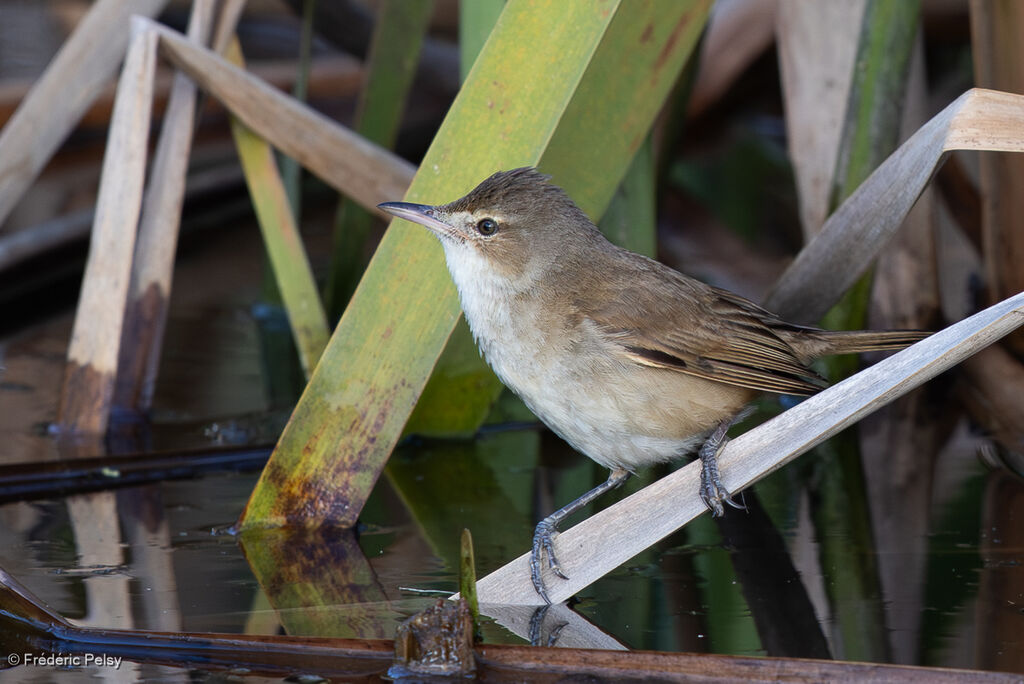 Australian Reed Warbler