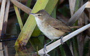 Rousserolle d'Australie