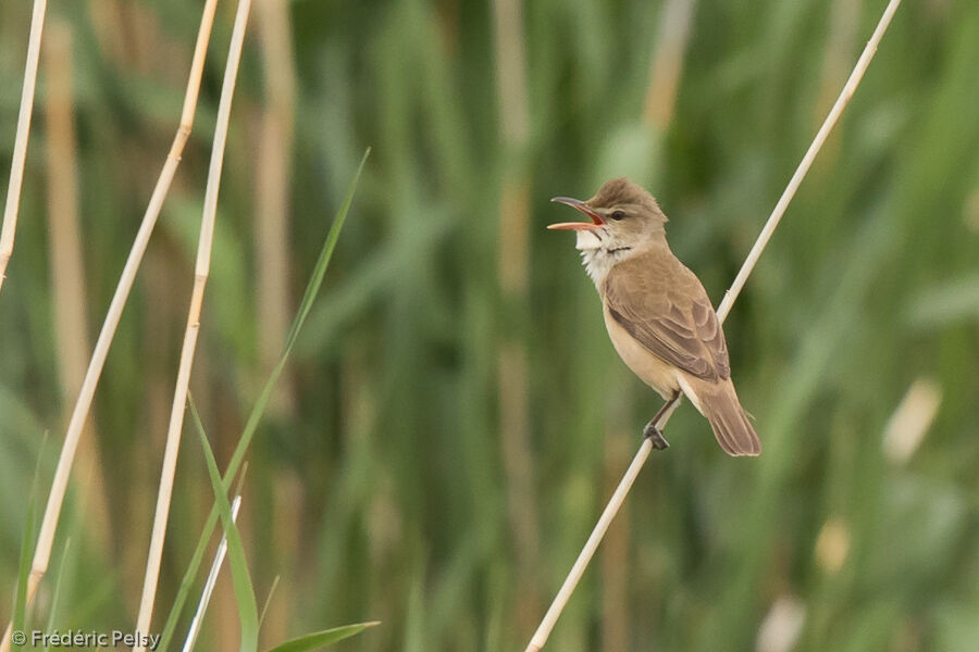 Oriental Reed Warbleradult