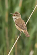 Oriental Reed Warbler