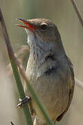 Madagascar Swamp Warbler