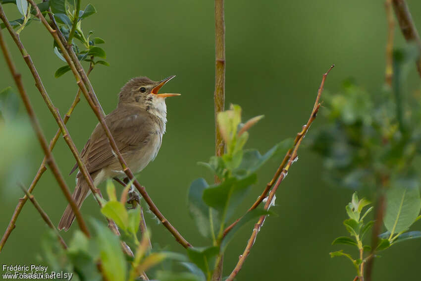 Blyth's Reed Warbler male adult breeding, identification