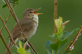 Blyth's Reed Warbler