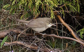 Blyth's Reed Warbler