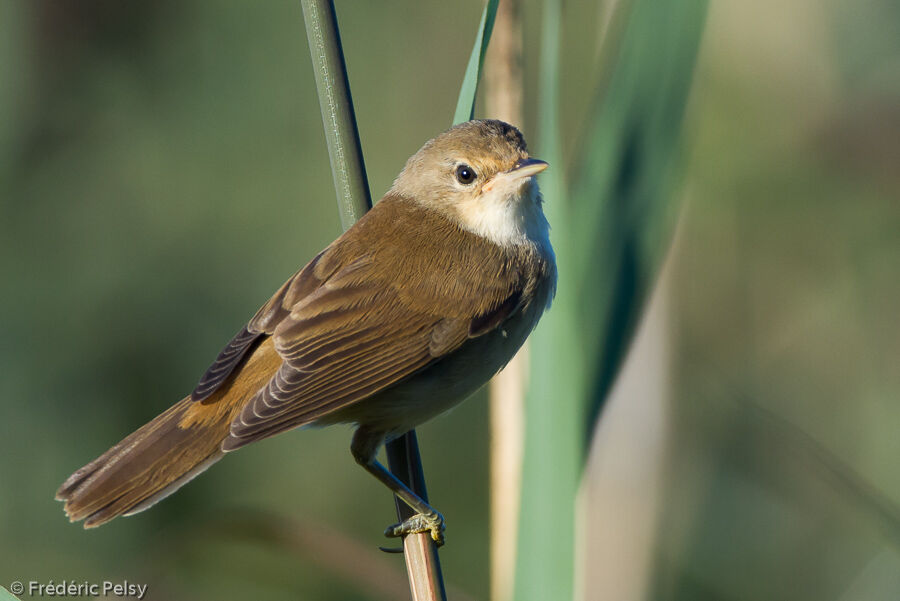 Eurasian Reed Warbler