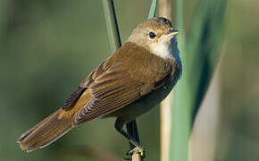 Common Reed Warbler