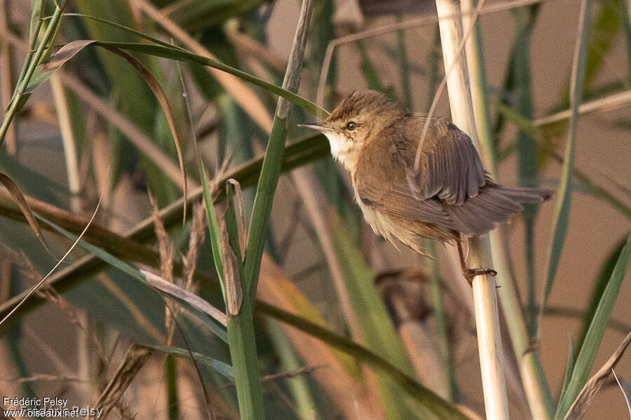 Paddyfield Warbler, habitat, pigmentation, Behaviour