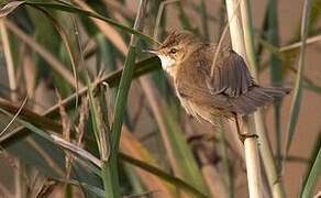 Paddyfield Warbler