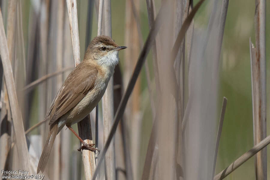 Paddyfield Warbleradult breeding, identification