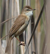 Paddyfield Warbler