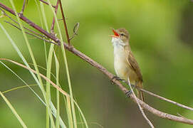 Clamorous Reed Warbler