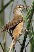 Great Reed Warbler