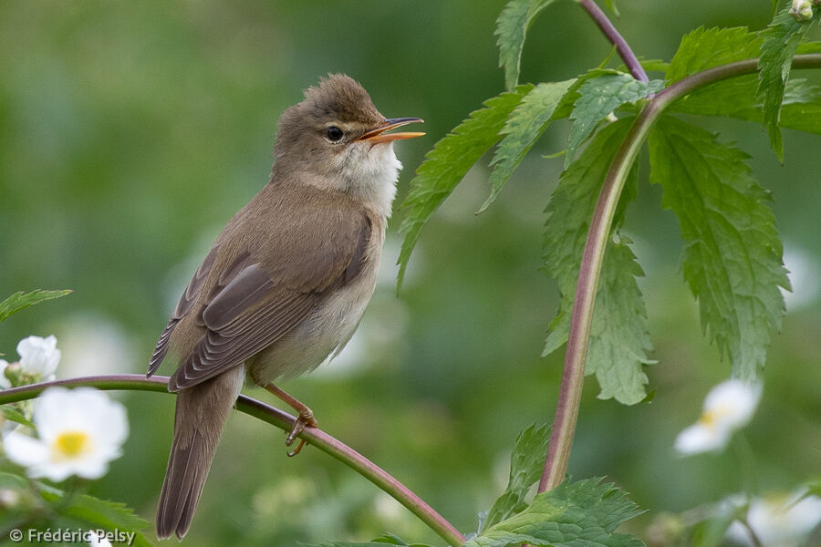 Marsh Warbler