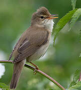 Marsh Warbler