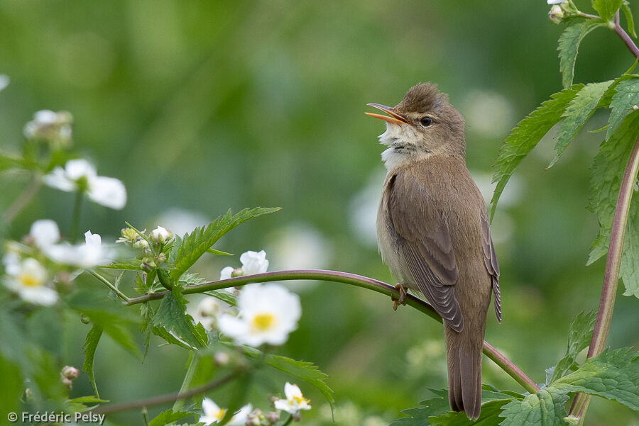 Marsh Warbler