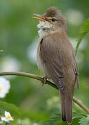 Marsh Warbler