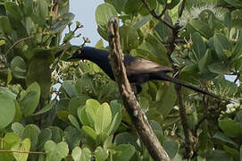 Narrow-tailed Starling