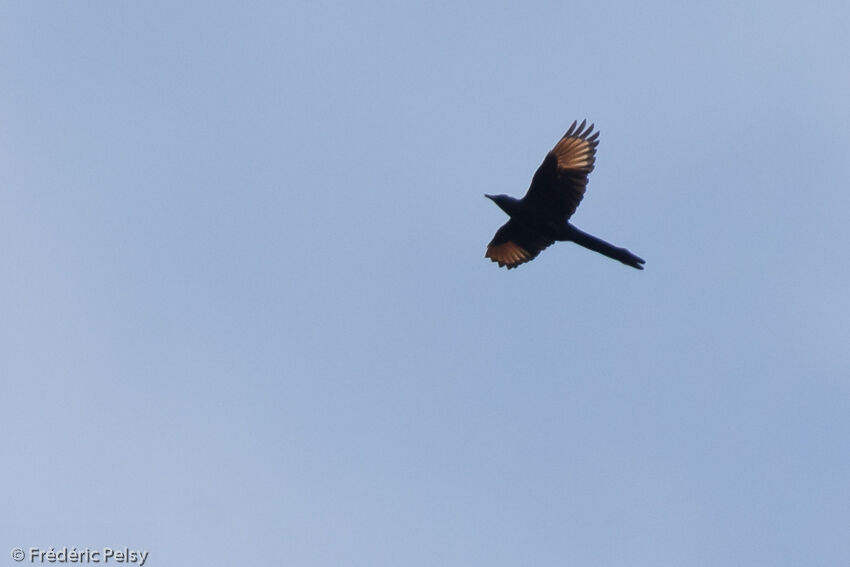 Narrow-tailed Starling